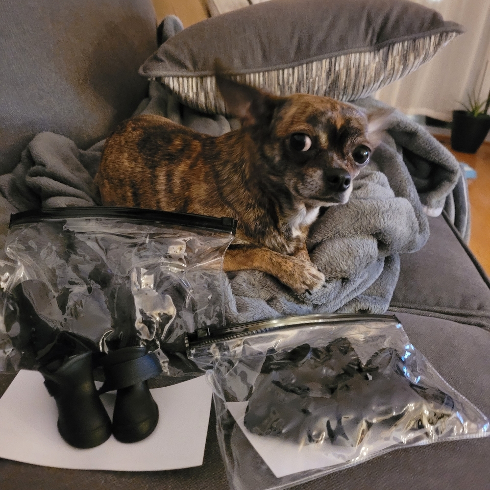 Dog Boots